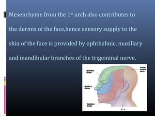 Mesenchyme from the 1st arch also contributes to
the dermis of the face,hence sensory supply to the
skin of the face is provided by ophthalmic, maxillary
and mandibular branches of the trigeminal nerve.

 
