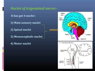 Nuclei of trigeminal nerve:It has got 4 nuclei :
1) Main sensory nuclei
2) Spinal nuclei
3) Mesencephalic nuclei
4) Motor nuclei

sensory

 