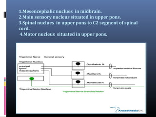 1.Mesencephalic nuclues in midbrain.
2.Main sensory nucleus situated in upper pons.
3.Spinal nuclues in upper pons to C2 segment of spinal
cord.
4.Motor nucleus situated in upper pons.

 
