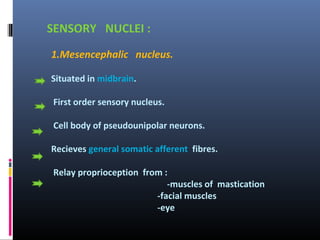 SENSORY NUCLEI :
1.Mesencephalic nucleus.
Situated in midbrain.
First order sensory nucleus.
Cell body of pseudounipolar neurons.
Recieves general somatic afferent fibres.
Relay proprioception from :
-muscles of mastication
-facial muscles
-eye

 
