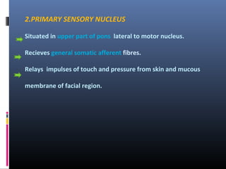 2.PRIMARY SENSORY NUCLEUS
Situated in upper part of pons lateral to motor nucleus.
Recieves general somatic afferent fibres.
Relays impulses of touch and pressure from skin and mucous
membrane of facial region.

 