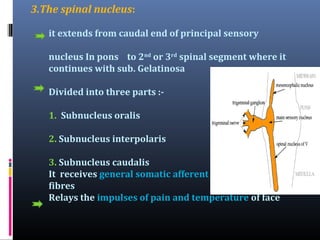3.The spinal nucleus:
it extends from caudal end of principal sensory
nucleus In pons to 2nd or 3rd spinal segment where it
continues with sub. Gelatinosa
Divided into three parts :1. Subnucleus oralis
2. Subnucleus interpolaris
3. Subnucleus caudalis
It receives general somatic afferent
fibres
Relays the impulses of pain and temperature of face

 