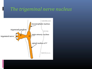 The trigeminal nerve nucleus

 