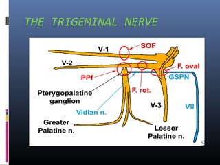 THE TRIGEMINAL NERVE

 