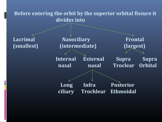 Before entering the orbit by the superior orbital fissure it
divides into
Lacrimal
(smallest)

Nasociliary
(intermediate)
Internal
nasal
Long
ciliary

External
nasal

Frontal
(largest)
Supra
Supra
Troclear Orbital

Infra
Posterior
Trochlear Ethmoidal

 