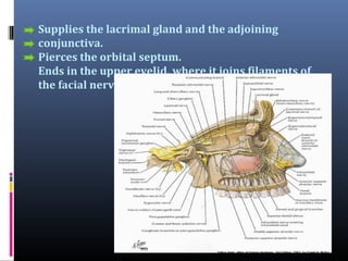 Supplies the lacrimal gland and the adjoining
conjunctiva.
Pierces the orbital septum.
Ends in the upper eyelid, where it joins filaments of
the facial nerve.

 