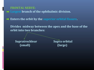 FRONTAL NERVE:
Largest branch of the ophthalmic division.
Enters the orbit by the superior orbital fissure.
Divides midway between the apex and the base of the
orbit into two branches:
Supratrochlear
(small)

Supra orbital
(large)

 