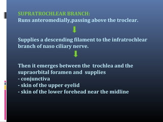SUPRATROCHLEAR BRANCH:
Runs anteromedially,passing above the troclear.
Supplies a descending filament to the infratrochlear
branch of naso ciliary nerve.
Then it emerges between the trochlea and the
supraorbital foramen and supplies
- conjunctiva
- skin of the upper eyelid
- skin of the lower forehead near the midline

 