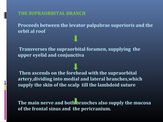 THE SUPRAORBITAL BRANCH
Proceeds between the levator palpabrae superioris and the
orbit al roof
Transverses the supraorbital foramen, supplying the
upper eyelid and conjunctiva
Then ascends on the forehead with the supraorbital
artery,dividing into medial and lateral branches,which
supply the skin of the scalp till the lambdoid suture
The main nerve and both branches also supply the mucosa
of the frontal sinus and the pericranium.

 