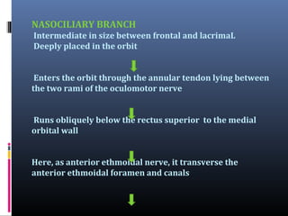 NASOCILIARY BRANCH
Intermediate in size between frontal and lacrimaL
Deeply placed in the orbit
Enters the orbit through the annular tendon lying between
the two rami of the oculomotor nerve
Runs obliquely below the rectus superior to the medial
orbital wall
Here, as anterior ethmoidal nerve, it transverse the
anterior ethmoidal foramen and canals

 