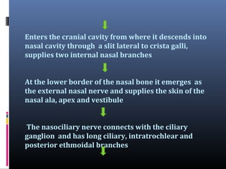 Enters the cranial cavity from where it descends into
nasal cavity through a slit lateral to crista galli,
supplies two internal nasal branches
At the lower border of the nasal bone it emerges as
the external nasal nerve and supplies the skin of the
nasal ala, apex and vestibule
The nasociliary nerve connects with the ciliary
ganglion and has long ciliary, intratrochlear and
posterior ethmoidal branches

 