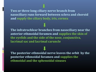 Two or three long ciliary nerve branch from
nasociliary runs forward between sclera and choroid
and supply the ciliary body, iris, cornea
The infratrochlear branches from nasociliary near the
anterior ethmoidal foramen and supplies the skin of
the eyelids and the side of the nose, conjunctiva,
lacrimal sac and lacrimal caruncle
The posterior ethmoidal nerve leaves the orbit by the
posterior ethmoidal foramen and supplies the
ethmoidal and the sphenoidal sinuses

 