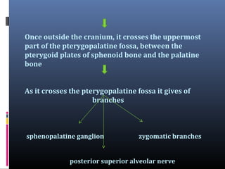 Once outside the cranium, it crosses the uppermost
part of the pterygopalatine fossa, between the
pterygoid plates of sphenoid bone and the palatine
bone
As it crosses the pterygopalatine fossa it gives of
branches

sphenopalatine ganglion

zygomatic branches

posterior superior alveolar nerve

 