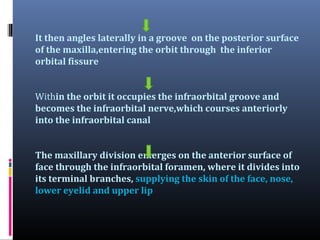 It then angles laterally in a groove on the posterior surface
of the maxilla,entering the orbit through the inferior
orbital fissure
Within the orbit it occupies the infraorbital groove and
becomes the infraorbital nerve,which courses anteriorly
into the infraorbital canal
The maxillary division emerges on the anterior surface of
face through the infraorbital foramen, where it divides into
its terminal branches, supplying the skin of the face, nose,
lower eyelid and upper lip

 