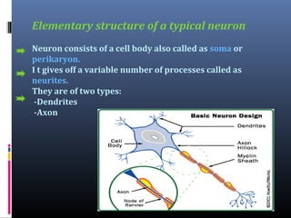 Elementary structure of a typical neuron
Neuron consists of a cell body also called as soma or
perikaryon.
I t gives off a variable number of processes called as
neurites.
They are of two types:
-Dendrites
-Axon

 