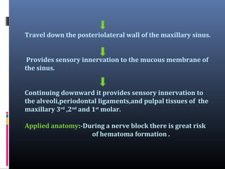 Travel down the posteriolateral wall of the maxillary sinus.
Provides sensory innervation to the mucous membrane of
the sinus.
Continuing downward it provides sensory innervation to
the alveoli,periodontal ligaments,and pulpal tissues of the
maxillary 3rd ,2nd and 1st molar.
Applied anatomy:-During a nerve block there is great risk
of hematoma formation .

 