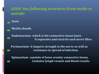 AXON has following structures from inside to
outside:
Axon.
Myelin sheath.
Endoneurium- which is the connective tissue layer.
It separates and encircle each nerve fibre.
Perineurium- it imparts strength to the nerve as well as
resistance to spread of infection.
Epineurium- consists of loose areolar connective tissue.
Contains lymph vessels and blood vessels.

 