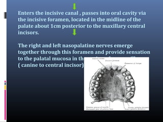 Enters the incisive canal , passes into oral cavity via
the incisive foramen, located in the midline of the
palate about 1cm posterior to the maxillary central
incisors.
The right and left nasopalatine nerves emerge
together through this foramen and provide sensation
to the palatal mucosa in the region of premaxilla
( canine to central incisor)

 