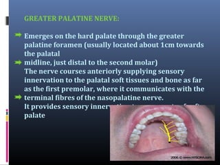 GREATER PALATINE NERVE:
Emerges on the hard palate through the greater
palatine foramen (usually located about 1cm towards
the palatal
midline, just distal to the second molar)
The nerve courses anteriorly supplying sensory
innervation to the palatal soft tissues and bone as far
as the first premolar, where it communicates with the
terminal fibres of the nasopalatine nerve.
It provides sensory innervation to some parts of soft
palate

 