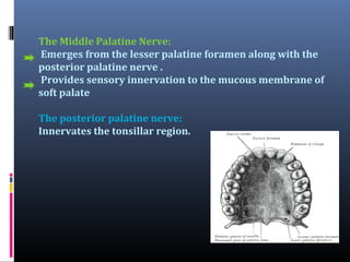 The Middle Palatine Nerve:
Emerges from the lesser palatine foramen along with the
posterior palatine nerve .
Provides sensory innervation to the mucous membrane of
soft palate
The posterior palatine nerve:
Innervates the tonsillar region.

 