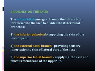 BRANCHES ON THE FACE:
The infraorbital emerges through the infraorbital
foramen onto the face to divide into its terminal
branches:
1) the inferior palpebral:- supplying the skin of the
lower eyelid
2) the external nasal branch:- providing sensory
innervation to skin of lateral part of the nose
3) the superior labial branch:- supplying the skin and
mucous membrane of the upper lip.

 