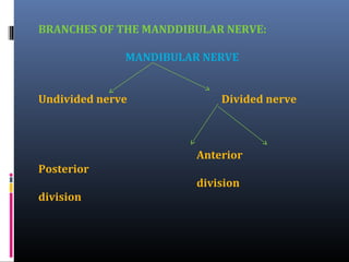 BRANCHES OF THE MANDDIBULAR NERVE:
MANDIBULAR NERVE
Undivided nerve

Divided nerve

Anterior
Posterior
division
division

 