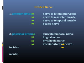 Divided Nerve
1. anterior division-

nerve to lateral pterygoid
nerve to masseter muscle
nerve to temporal muscle
buccal nerve

2. posterior division-

auriculotemporal nerve
lingual nerve
mylohyoid nerve
inferior alveolar nerve-

incisive
mental

 