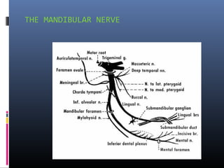 THE MANDIBULAR NERVE

 