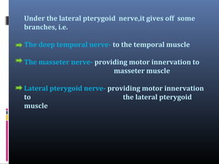 Under the lateral pterygoid nerve,it gives off some
branches, i.e.
The deep temporal nerve- to the temporal muscle
The masseter nerve- providing motor innervation to
masseter muscle
Lateral pterygoid nerve- providing motor innervation
to
the lateral pterygoid
muscle

 
