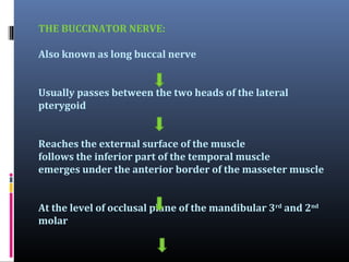 THE BUCCINATOR NERVE:
Also known as long buccal nerve
Usually passes between the two heads of the lateral
pterygoid
Reaches the external surface of the muscle
follows the inferior part of the temporal muscle
emerges under the anterior border of the masseter muscle
At the level of occlusal plane of the mandibular 3rd and 2nd
molar

 