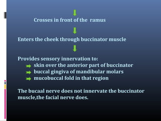 Crosses in front of the ramus
Enters the cheek through buccinator muscle
Provides sensory innervation to:
skin over the anterior part of buccinator
buccal gingiva of mandibular molars
mucobuccal fold in that region
The bucaal nerve does not innervate the buccinator
muscle,the facial nerve does.

 