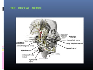 THE BUCCAL NERVE

 
