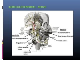 AURICULOTEMPORAL NERVE

 