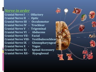 Nerve in order
Cranial Nerve I Cranial Nerve II Cranial Nerve III Cranial Nerve IV Cranial Nerve V Cranial Nerve VI Cranial Nerve VII Cranial Nerve VIIICranial Nerve IX Cranial Nerve X Cranial Nerve XI Cranial Nerve XII -

Olfactory
Optic
Occulomotor
Trochlear
Trigeminal
Abducens
Facial
Vestibulocochlear
Glossopharyngeal
Vagus
Spinal Accessory
Hypoglossal

 