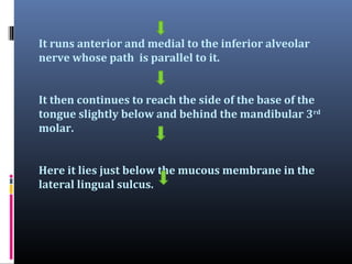It runs anterior and medial to the inferior alveolar
nerve whose path is parallel to it.
It then continues to reach the side of the base of the
tongue slightly below and behind the mandibular 3rd
molar.
Here it lies just below the mucous membrane in the
lateral lingual sulcus.

 