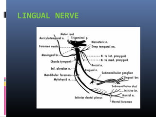 LINGUAL NERVE

 