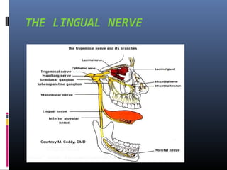 THE LINGUAL NERVE

 