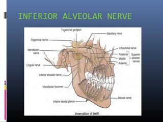 INFERIOR ALVEOLAR NERVE

 