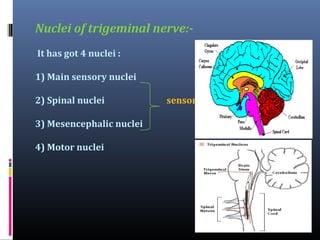 1.Mesencephalic nuclues in midbrain.
2.Main sensory nucleus situated in upper pons.
3.Spinal nuclues in upper pons to C2 s...