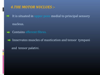 The trigeminal nerve nucleus

 