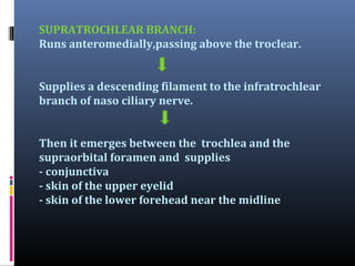 THE SUPRAORBITAL BRANCH
Proceeds between the levator palpabrae superioris and the
orbit al roof
Transverses the supraorbit...