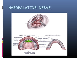The Middle Superior and Anterior Superior Alveolar
nerve:

 