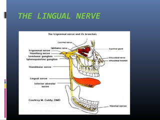 THE MYLOHYOID NERVE
Just before entering the mandibular canal, the inferior
alveolar nerve gives off a small mylohyoid bra...
