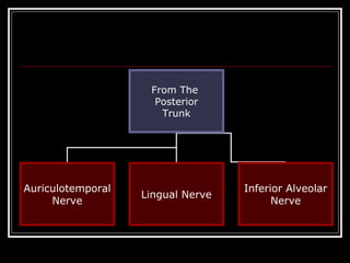 From The
                     Posterior
                      Trunk




Auriculotemporal                   Inferior Alveolar
                   Lingual Nerve
     Nerve                               Nerve
 
