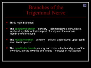 Branches of the
                  Trigeminal Nerve
   Three main branches-

   The ophthalmic branch – sensory – lacrimal glands, conjunctiva,
    forehead, eyelids, anterior aspect of scalp and the mucous
    membrane of the nose

   The maxillary branch – sensory – cheeks, upper gums, upper teeth
    aned lower eyelids

   The mandibular branch sensory and motor – teeth and gums of the
    lower jaw, pinnas lower lip and tongue – muscles of mastication
 