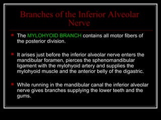 Branches of the Inferior Alveolar
                  Nerve
   The MYLOHYOID BRANCH contains all motor fibers of
    the posterior division.

   It arises just before the inferior alveolar nerve enters the
    mandibular foramen, pierces the sphenomandibular
    ligament with the mylohyoid artery and supplies the
    mylohyoid muscle and the anterior belly of the digastric.

   While running in the mandibular canal the inferior alveolar
    nerve gives branches supplying the lower teeth and the
    gums.
 