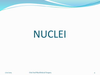 NUCLEI
1/20/2015 Oral And Maxillofacial Surgery 4
 
