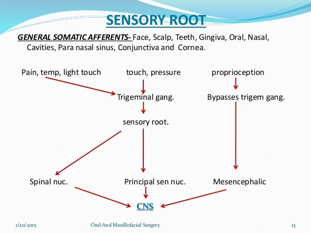 Branches Of Trigeminal Nerve Flow Chart