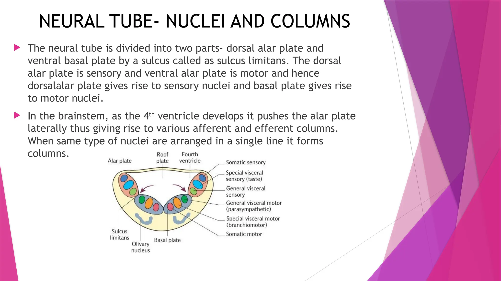 TRIGEMINAL NERVE AND ITS COURSE OF PATH IN SKULL | PPTX
