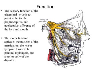 Function
• The sensory function of the
trigeminal nerve is to
provide the tactile,
proprioceptive, and
nociceptive afferen...